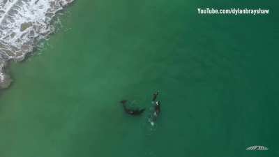 Orca family and swimmer