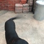 My dog wasn’t having the egg challenge.