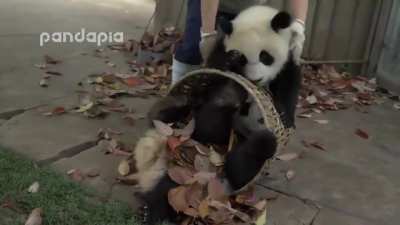 Pandas just being pandas while a zookeeper desperately tries to rake leaves