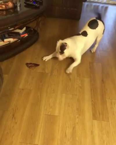 One year anniversary of the happy dance being born