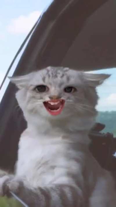 What’s a kitty say?