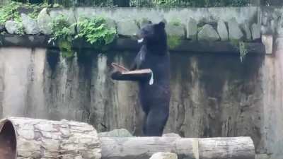 The bare necessities of life, they'll come to you (sound on)