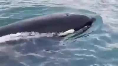 Seal jumps on the boat to save itself from Orca killer whale