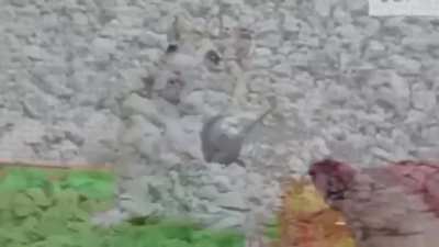 Hamster 🐹