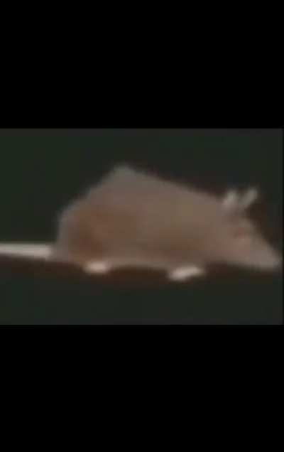 the