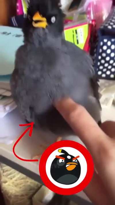 Bomb