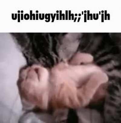 ca t
