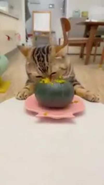 crazy cat