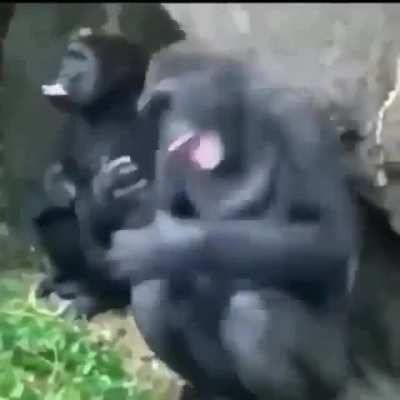 🦍