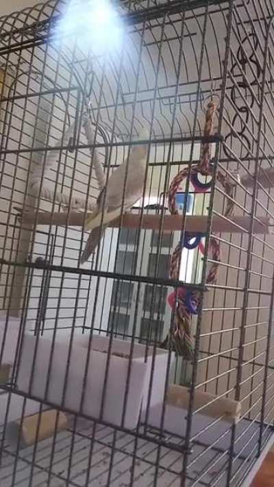 Update: Mango the Cockatiel screaming with no reason in sight.