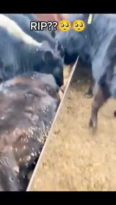 Cows are just heartless... oh wait