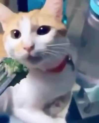 Broccoli, my favorite