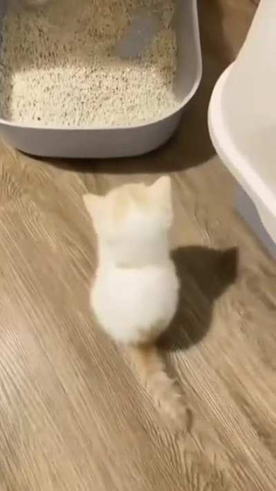 Little Gentleman