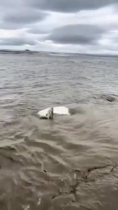 reverseanimalrescue