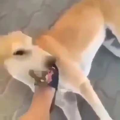 meek dog
