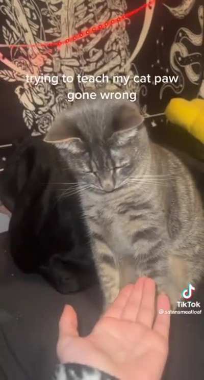 Person trying to teach their cat a trick …