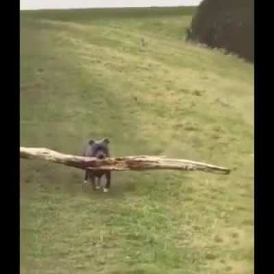 Gotta grab that stick