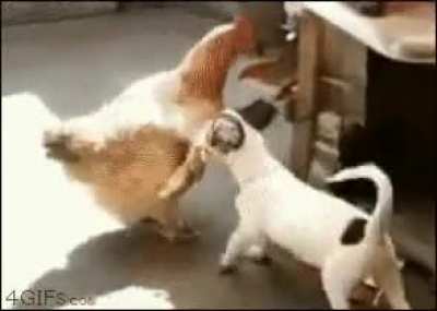 what the dog doing