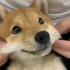 woof_irl
