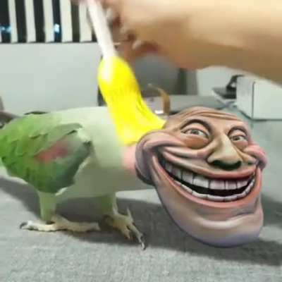 Birb