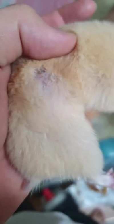 Tried to record my hamster but ..