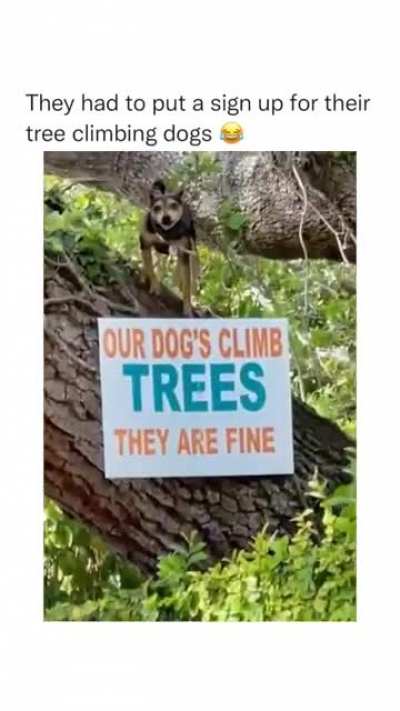 tree climber