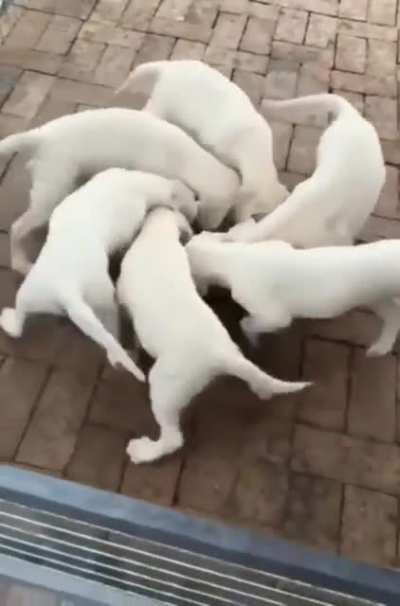 Cutest tornado ever!