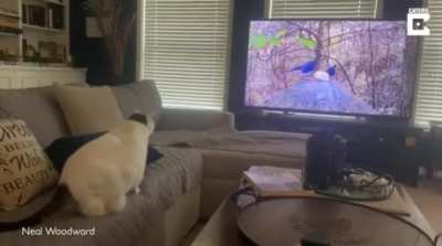 Let the cat watching birds on expensive TV
