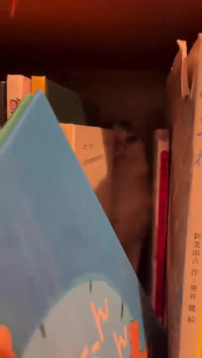 Wunk of the bookshelf, keeper of knowledge (and meows)