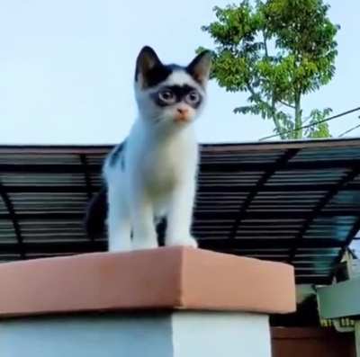 What's the name of this kitty?