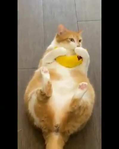 Cat stopped working
