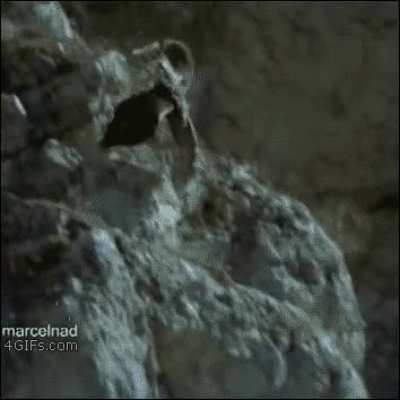 Eagle throwing a goat off a cliff, then letting gravity do it's work