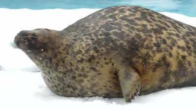 Funny fat seal I found on YouTu<wbr>be.cr<wbr>edits goes to @maro zoo