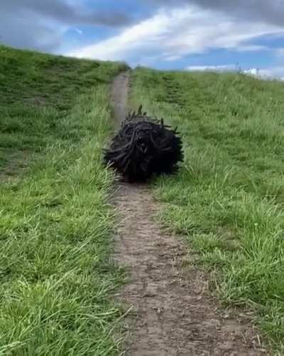 A Komondor also known as the Hungarian sheepdog