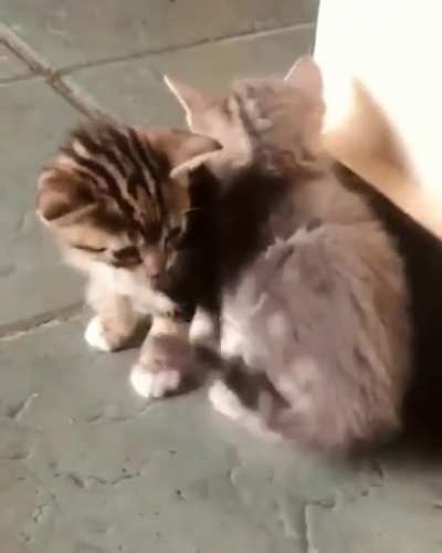 Kitty cuddles