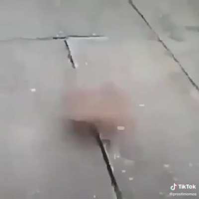 perro trompo B)