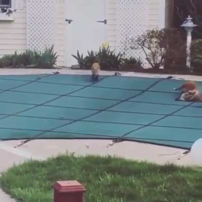 Just fox things
