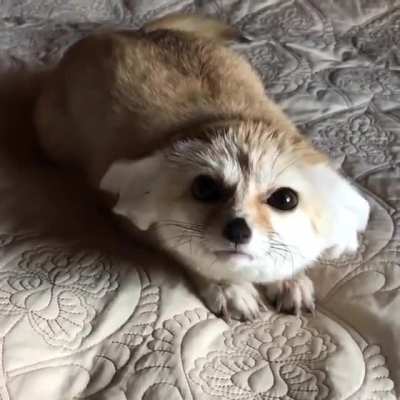 Fennec input invalid