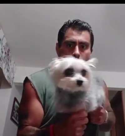 dog did