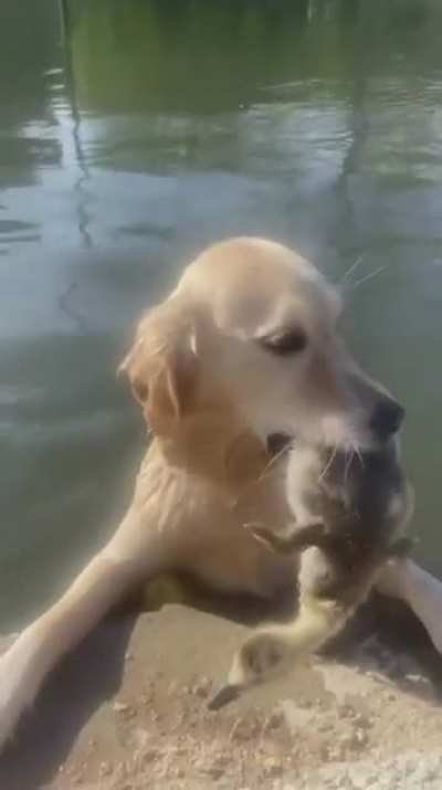 Ducknapped!