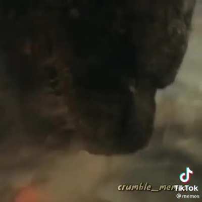 Godzilla vs Kong