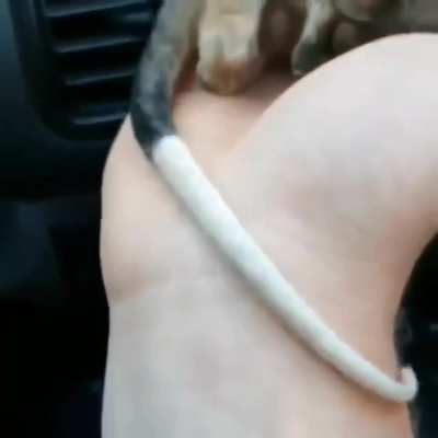Baby ringtail possum enjoying the warmth of a car heater.