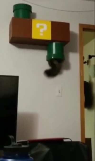 Mario cat