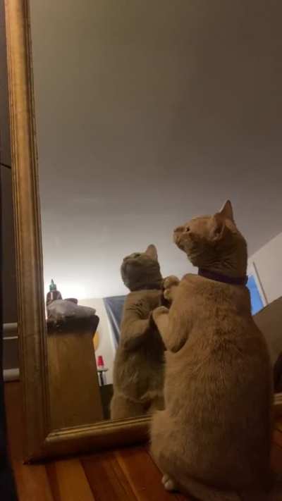 Mirror dance!