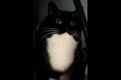 what a neat cat
