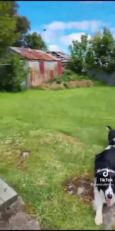 This is the most border collie shit I've ever seen 😭😅