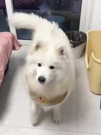 Attention , tail hypnosis is taking place