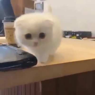 Cute Tiny