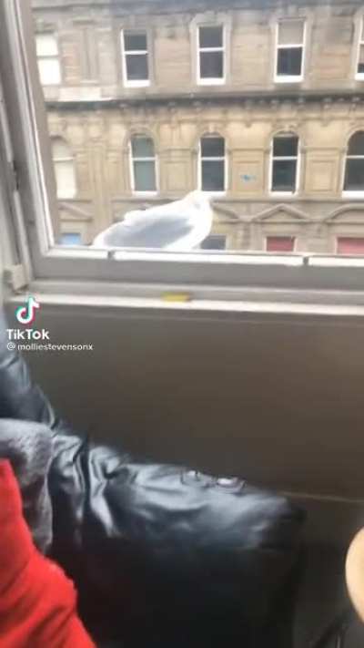 seagull has everything to live for