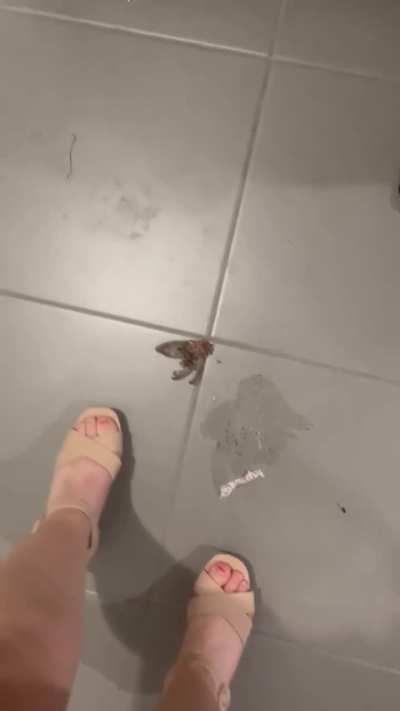 Vid moth crush
